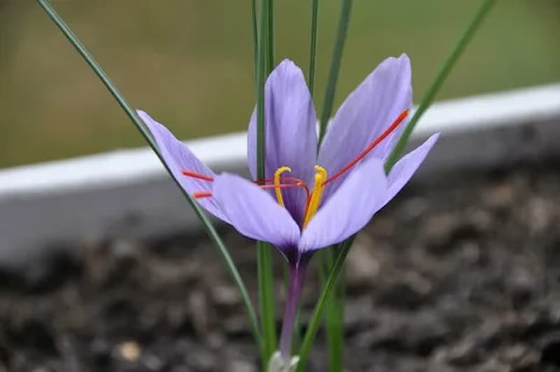Golden Threads: Unveiling the Pinnacle Properties of Premium Saffron