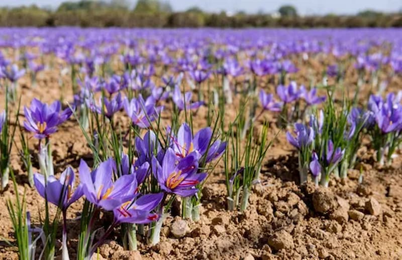 Unveiling Saffron's Anti-Inflammatory Elegance