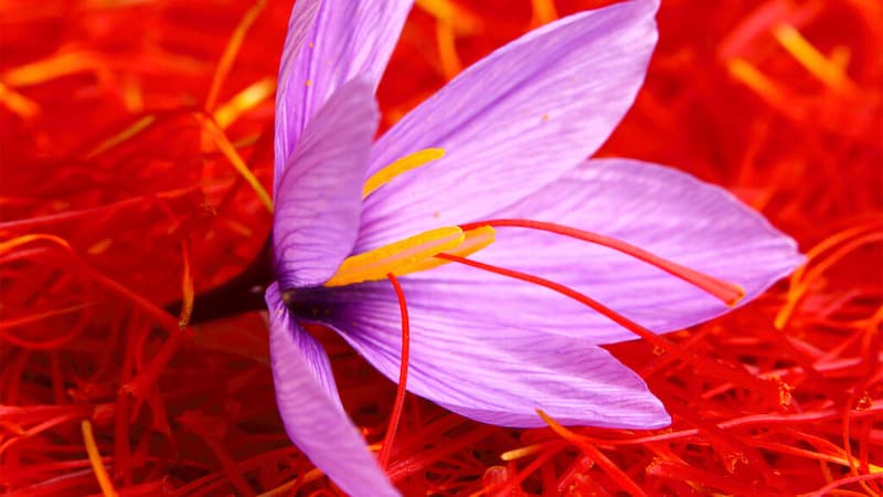 Golden Memories: Exploring Saffron's Potential for Improved Memory and Cognitive Function