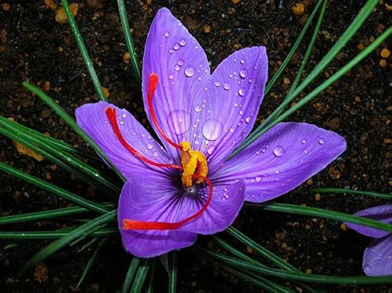 Saffron's Bounty of Antioxidants for Health and Well-Being