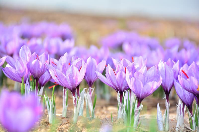 From Souks to Farms: Navigating the Top Places to Purchase Saffron in Iran