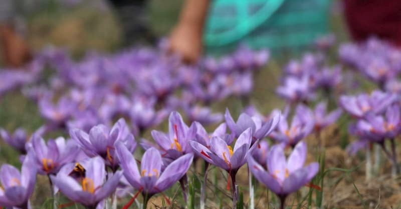 The Pursuit of Perfection: Choosing and Buying Genuine High