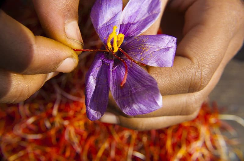 Golden Threads: Tips and Tricks for a Successful Saffron Purchase
