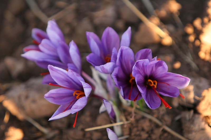Navigating the Saffron Market: A Guide to Purchasing from Trusted Sources in Iran