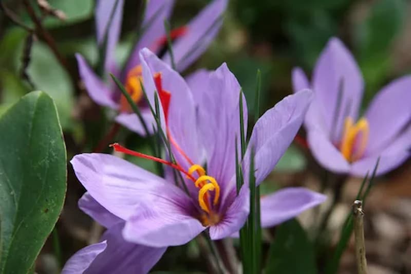 Golden Deals: Strategies for Procuring the Finest Saffron at Optimal Prices