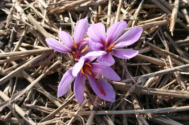 Bulk Brilliance: The Art of Buying Wholesale Saffron