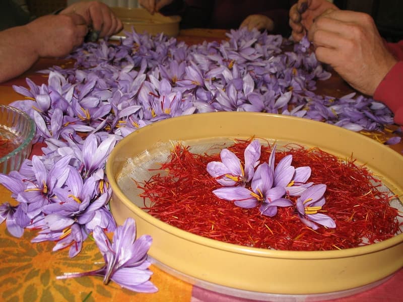 Fields of Gold: Tracing Saffron's Path from Bloom to Table