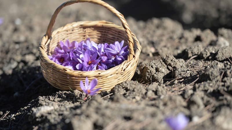 Chronicles of Saffron: Metamorphosis Across the Sands of Time