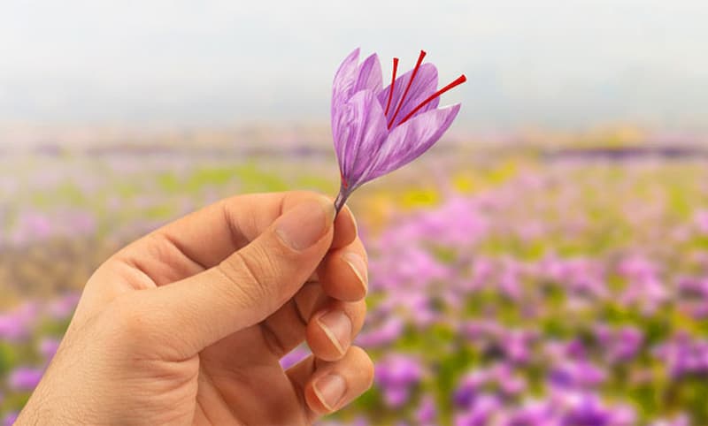 Soothing Threads: The Connection Between Saffron and Restful Sleep