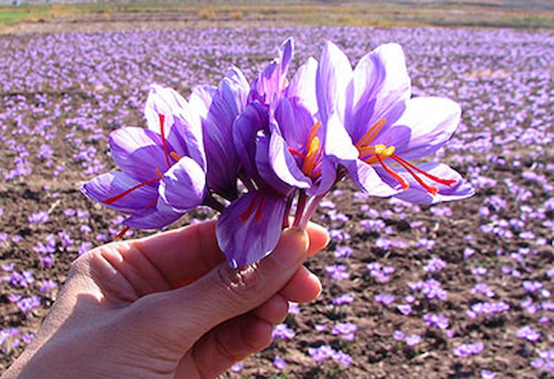 Saffron Symphony: Elevating Your Cooking with the Elegance of the Red Gold