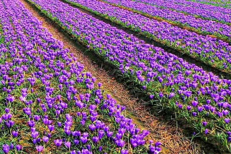 Golden Threads in the Pot: A Culinary Guide to Harnessing Saffron's Magic