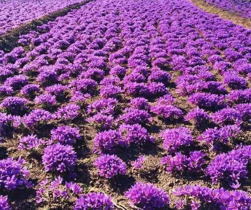 Saffron Alchemy: Mastering the Art of Culinary Transformation