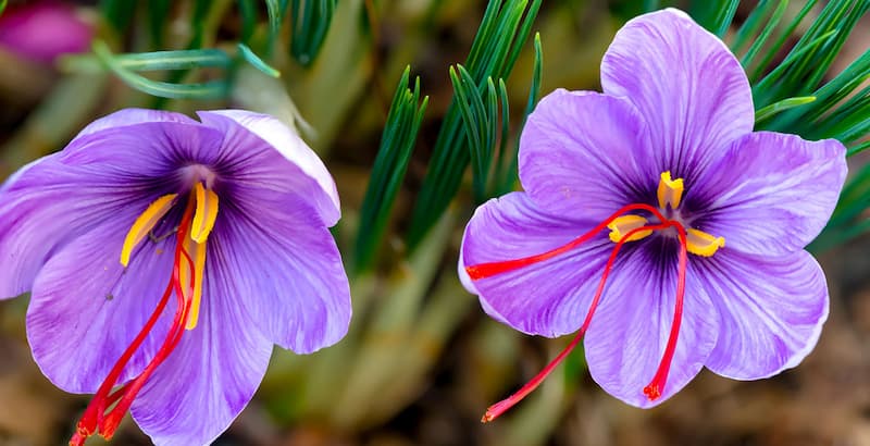 Saffron Splendor: A Culinary Jewel in Persian Cuisine