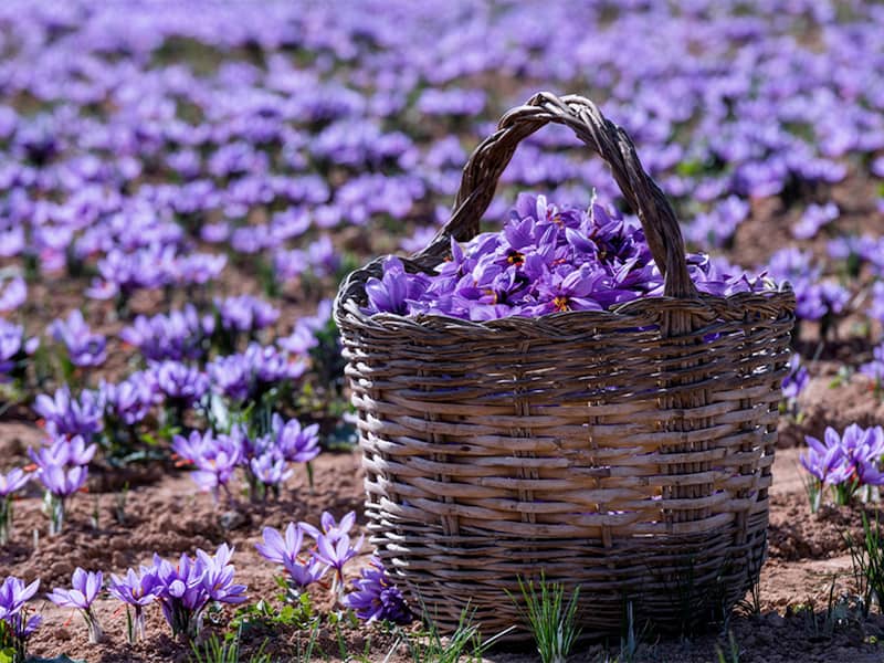 Golden Threads: Unraveling the Significance of Saffron in Persian Cooking