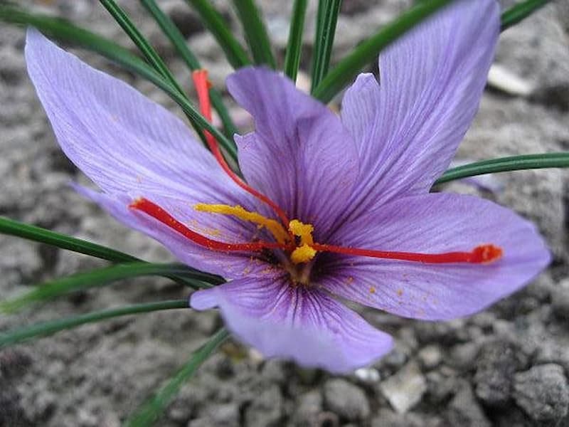 Saffron's Persian Odyssey: Exploring the Essential Role of this Spice in Iranian Gastronomy