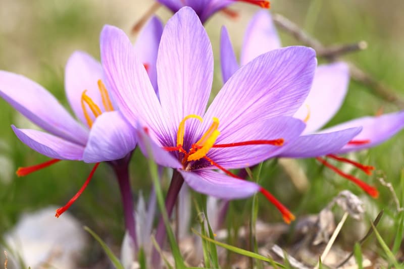Saffron Gold: A Glimpse into Khorasan Razavi's Exquisite Saffron Exports