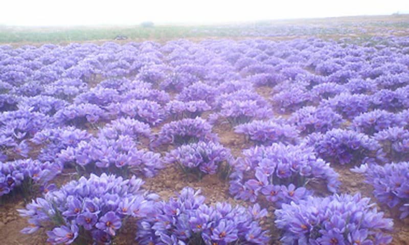 Exporting Elegance: Khorasan Razavi's Saffron Trade on the Global Stage