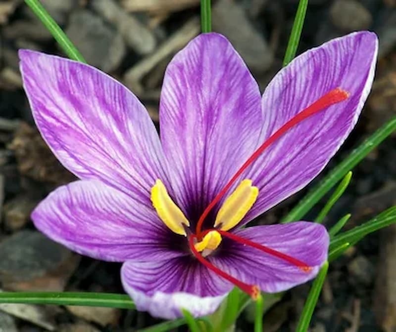 Cultivating Gold: Nurturing Sustainability in Organic Saffron Production