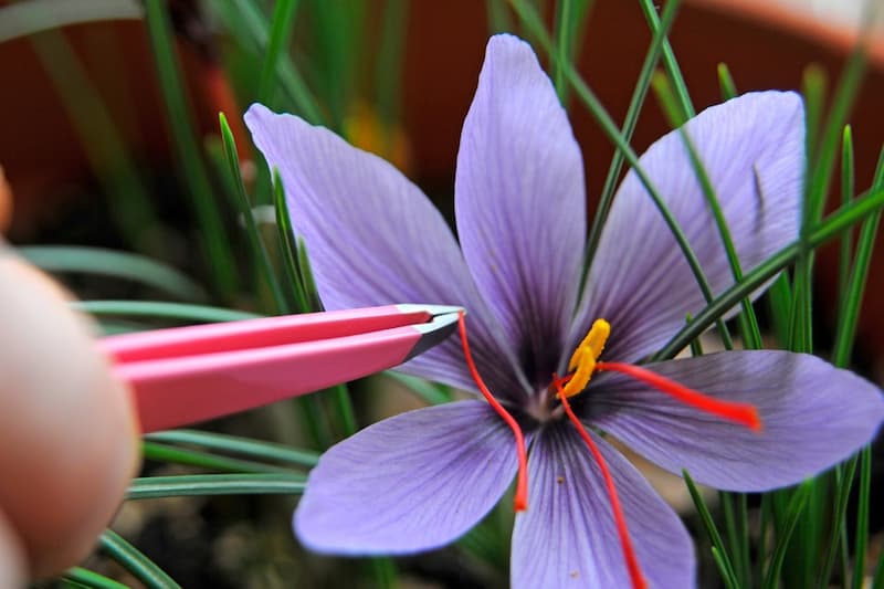 From Field to Fork: The Organic Odyssey of Saffron's Sustainable Supply Chain