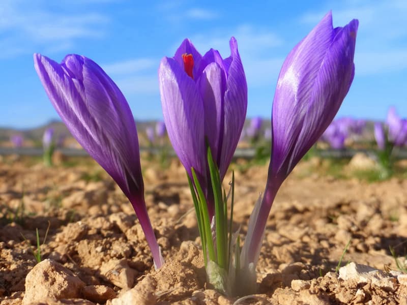 The Golden Harvest: Saffron's Organic Journey and Responsible Supply Network
