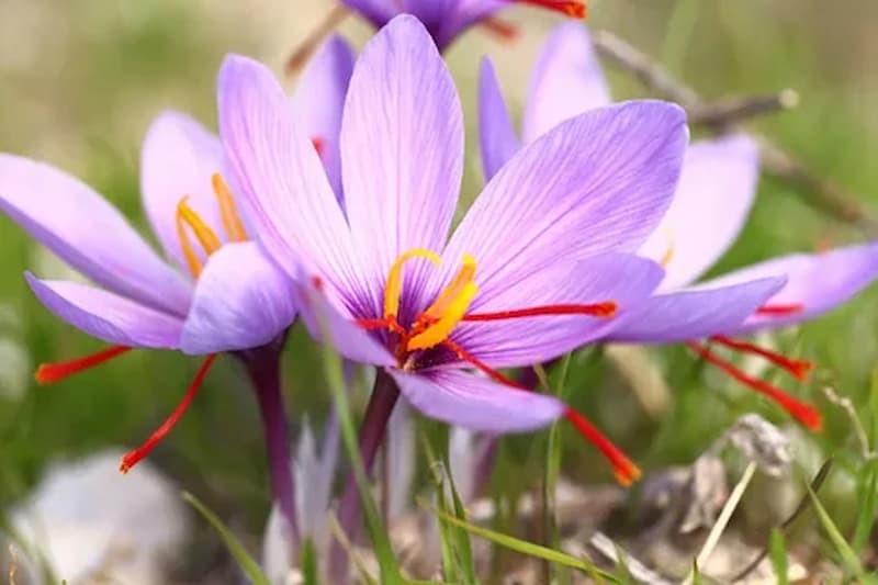 Golden Threads of Wellness: Exploring Saffron's Impact on Male Sexual Health