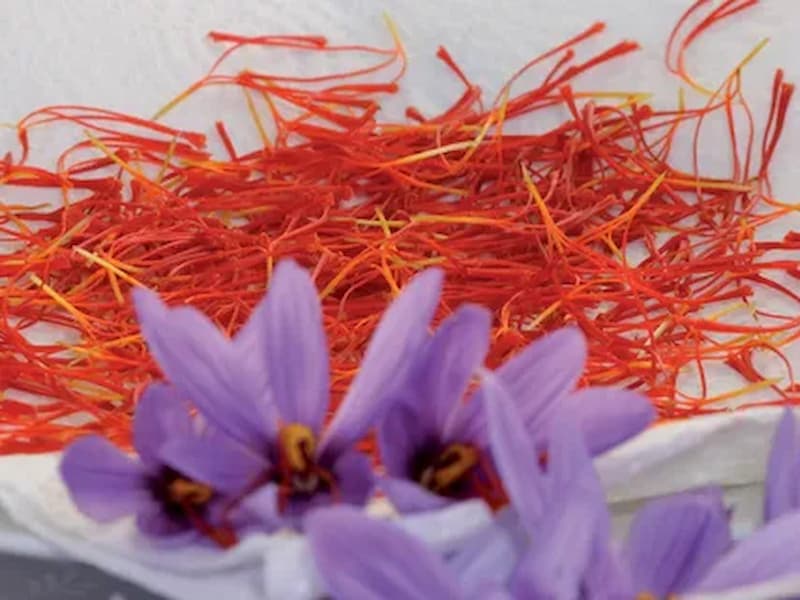 Golden Elixir: Unveiling the Multifaceted Properties of Saffron