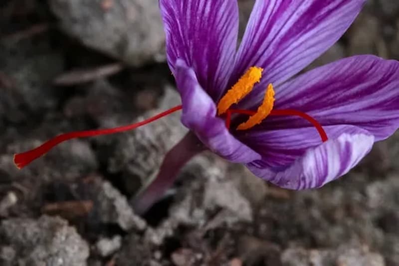 Nourishing with Gold: How Saffron Contributes to a Healthy Lifestyle