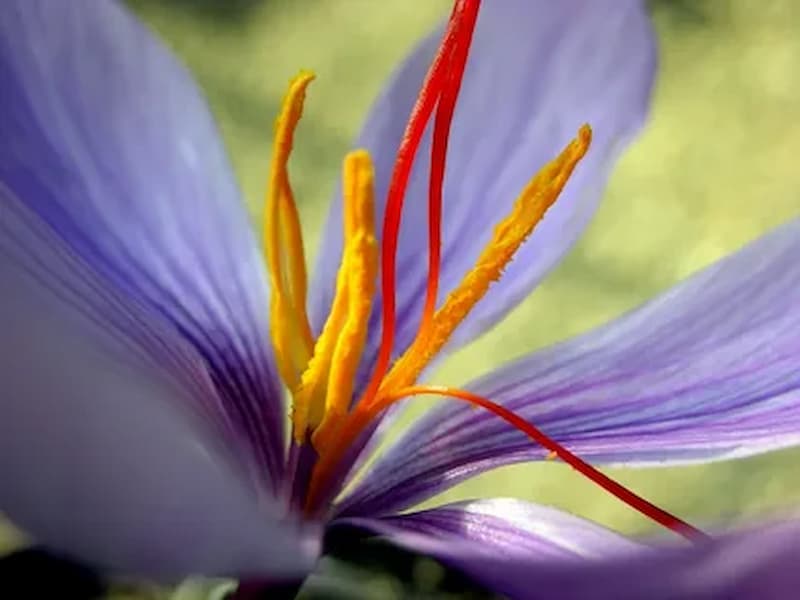 Saffron Sovereignty: Iran's Pinnacle as the World's Largest Supplier and Quality Maestro