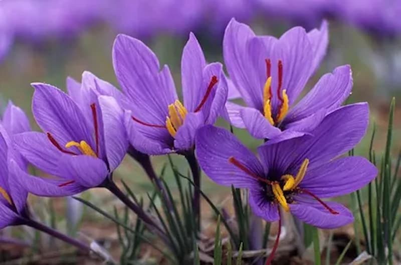Global Harvests: Navigating the Saffron Spice Trade through Wholesale Centers Worldwide