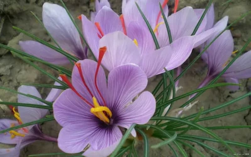 Market Alchemy: Understanding the Diverse Factors Shaping Saffron's Wholesale Price Landscape