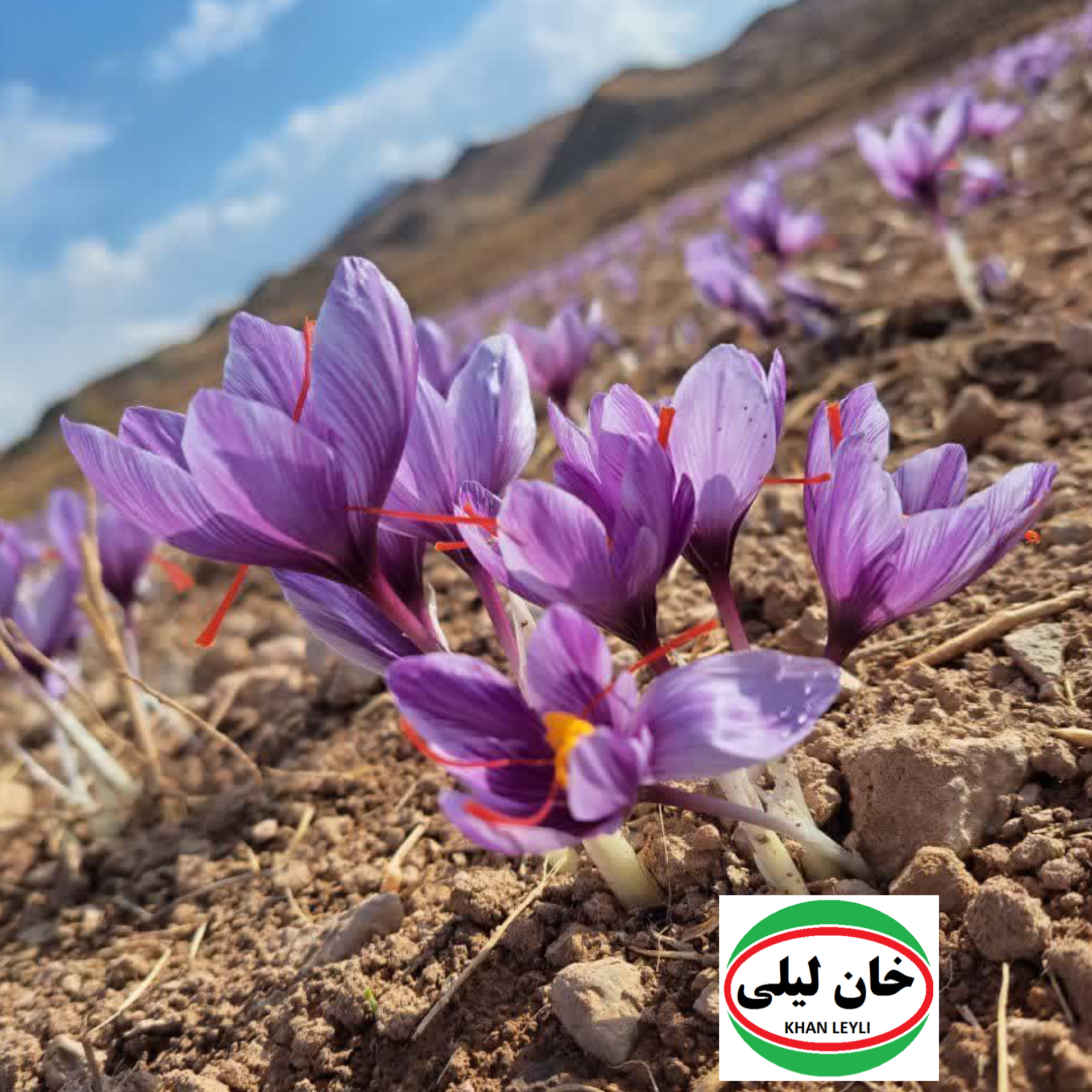 Crimson Abundance: Exploring the Epicenter of World Saffron Production