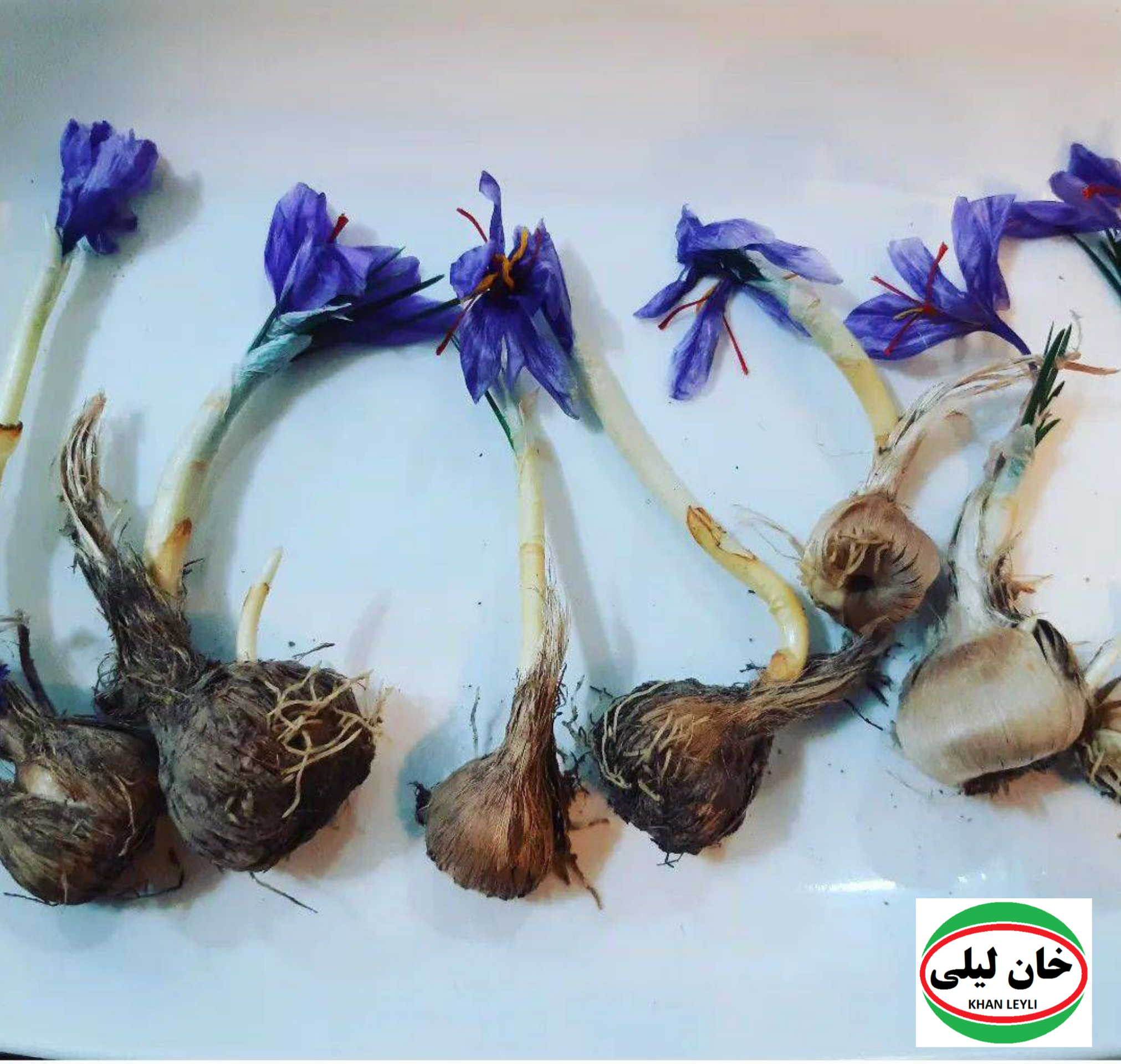 Golden Valuation: Exploring Factors Influencing the Price of Saffron