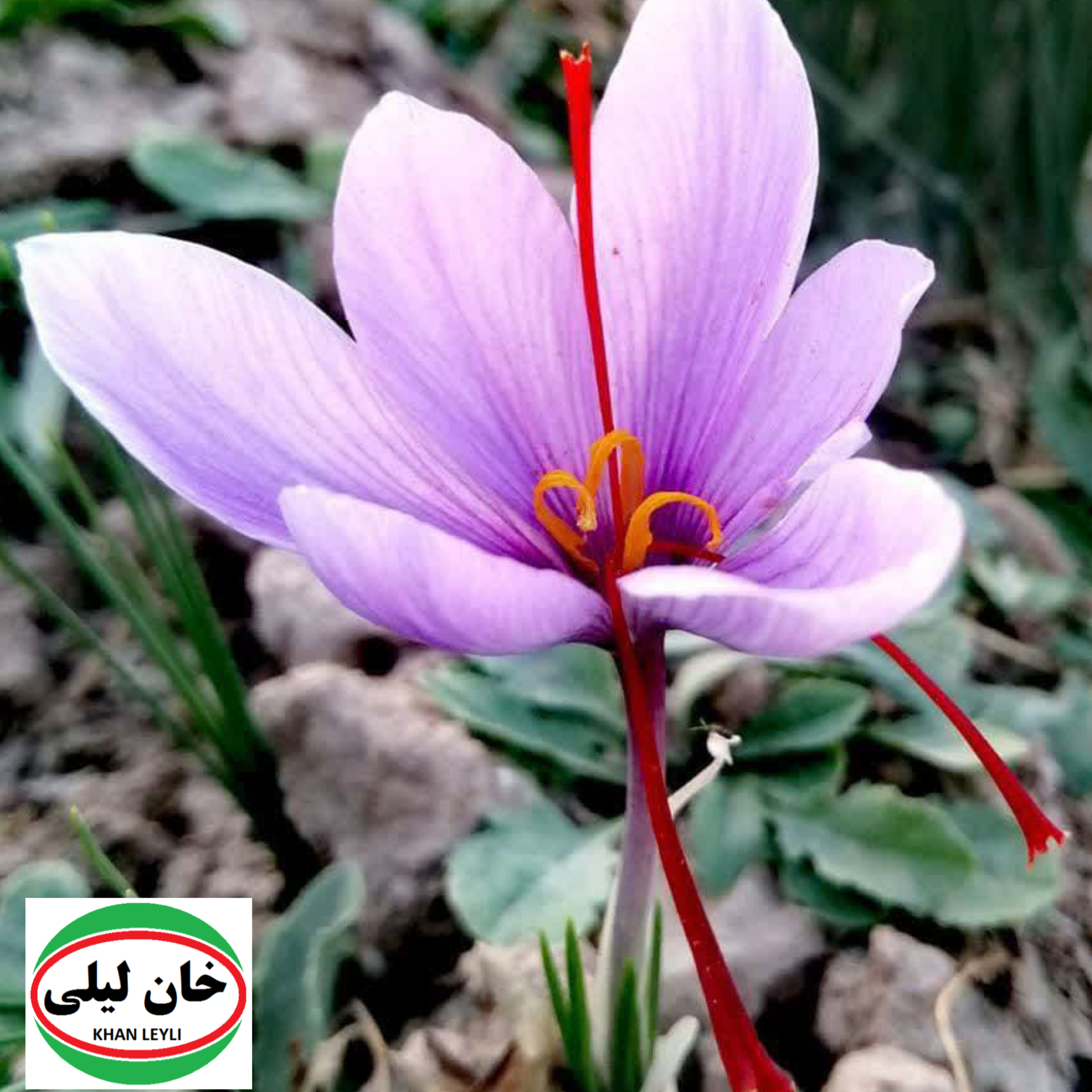 Gilded Threads: Unraveling the Complex Tapestry of Saffron's High Cost