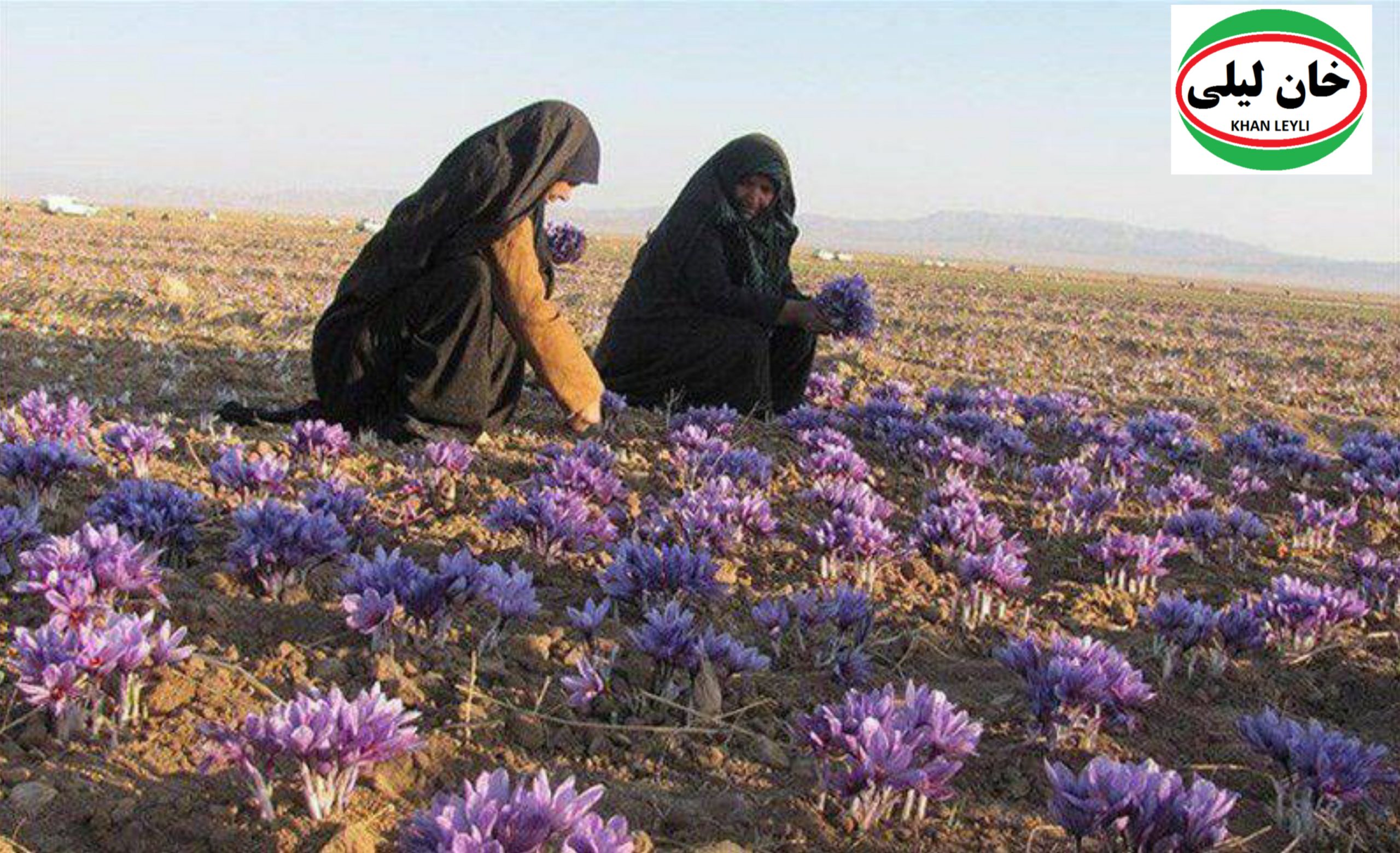 Golden Valuation: Exploring the Price Dynamics of First-Class Saffron