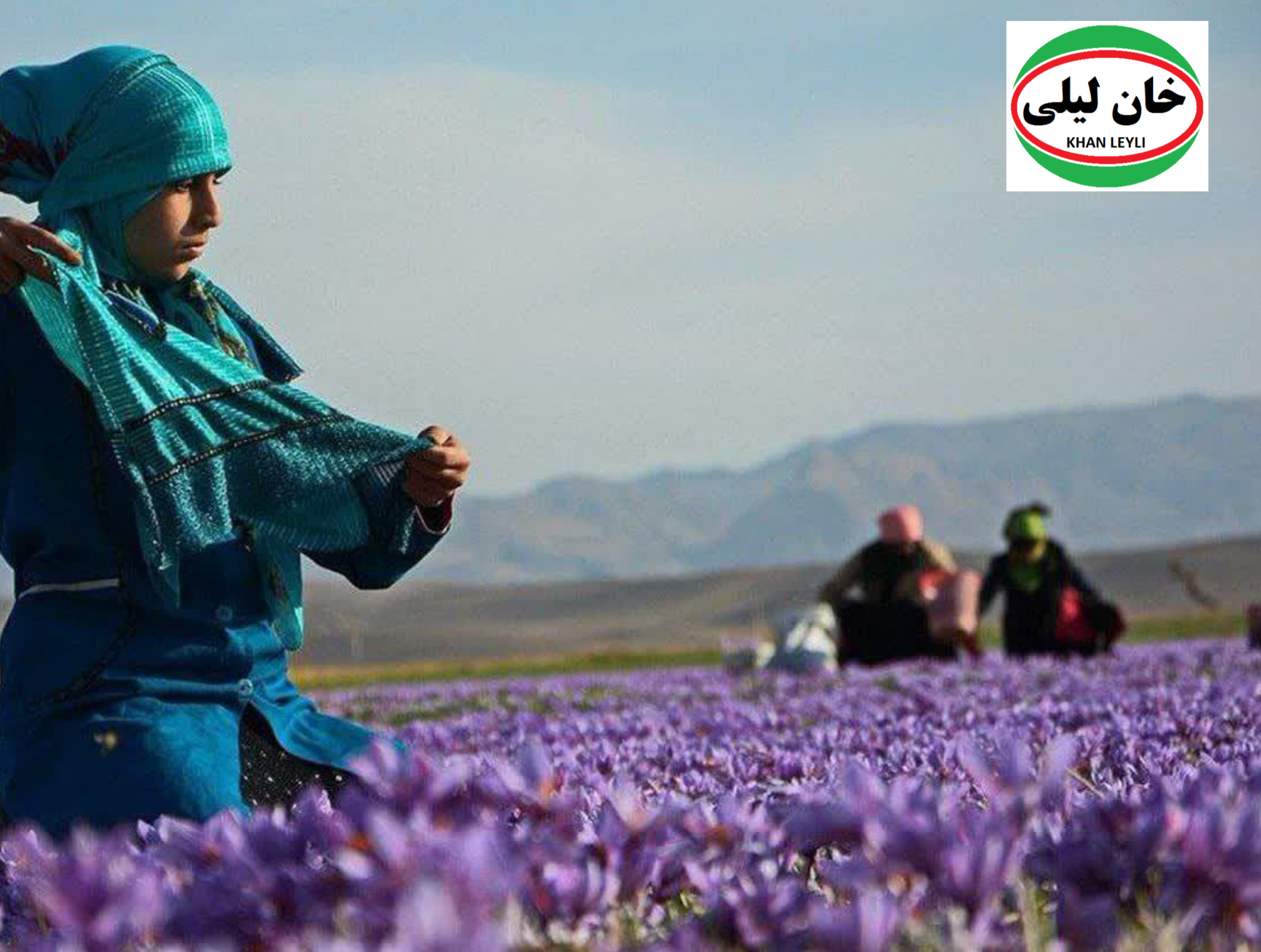 The Saffron Spectrum: Understanding the Pricing Tiers of First-Class Spice