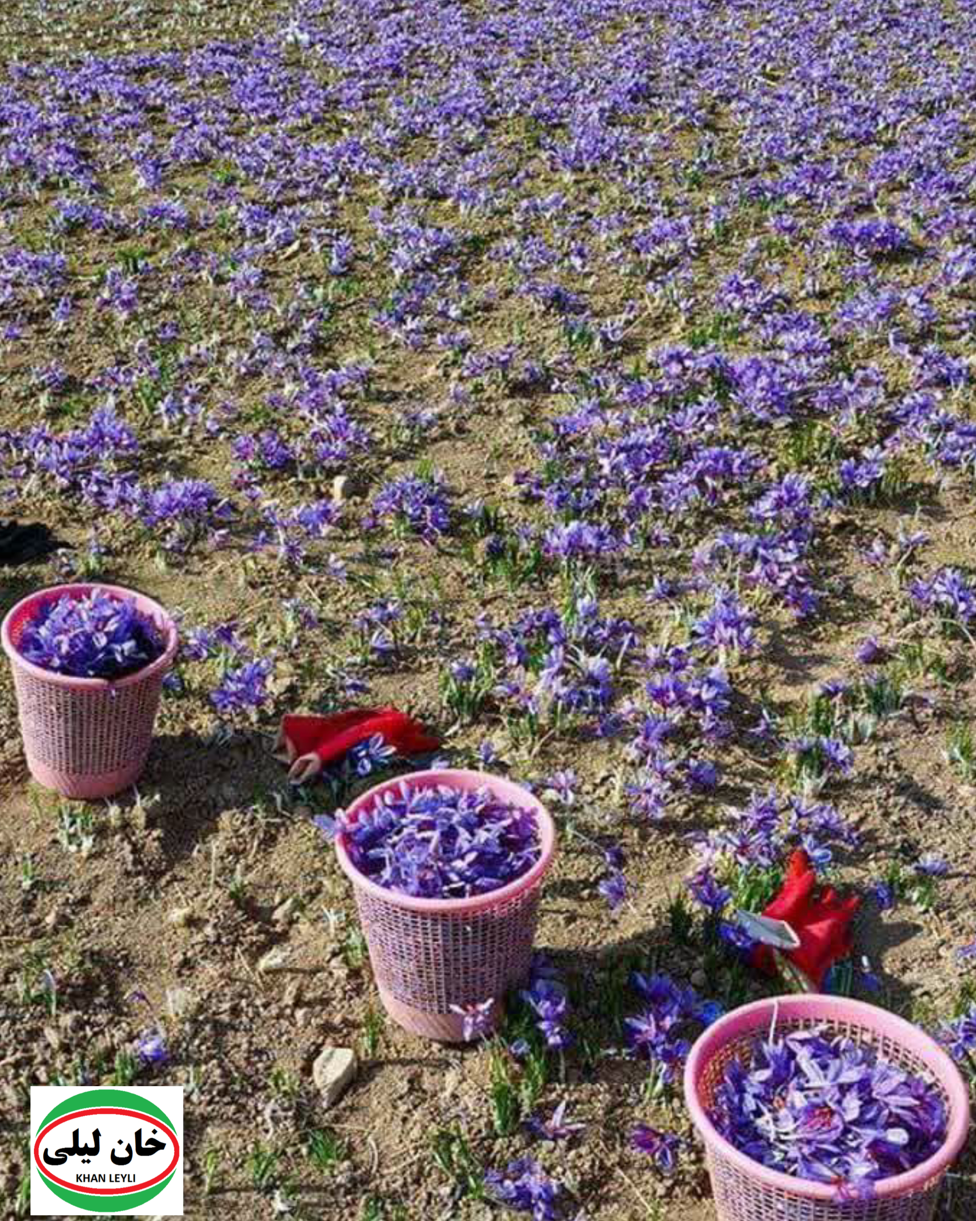 Global Saffron Valuation: Exploring Price Disparities of First-Class Threads Across Nations